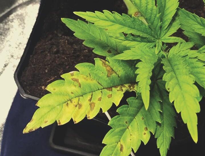 The causes and solutions for yellow cannabis leaves. RQS Blog